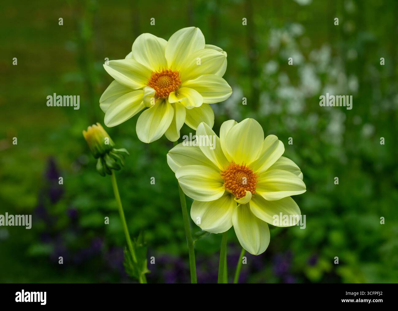 Le dahlia (nom, Luna ) dans le jardin dahlia Baden Baden près de l'allée lichtentaler. Baden Baden, Baden Württemberg, Allemagne Banque D'Images