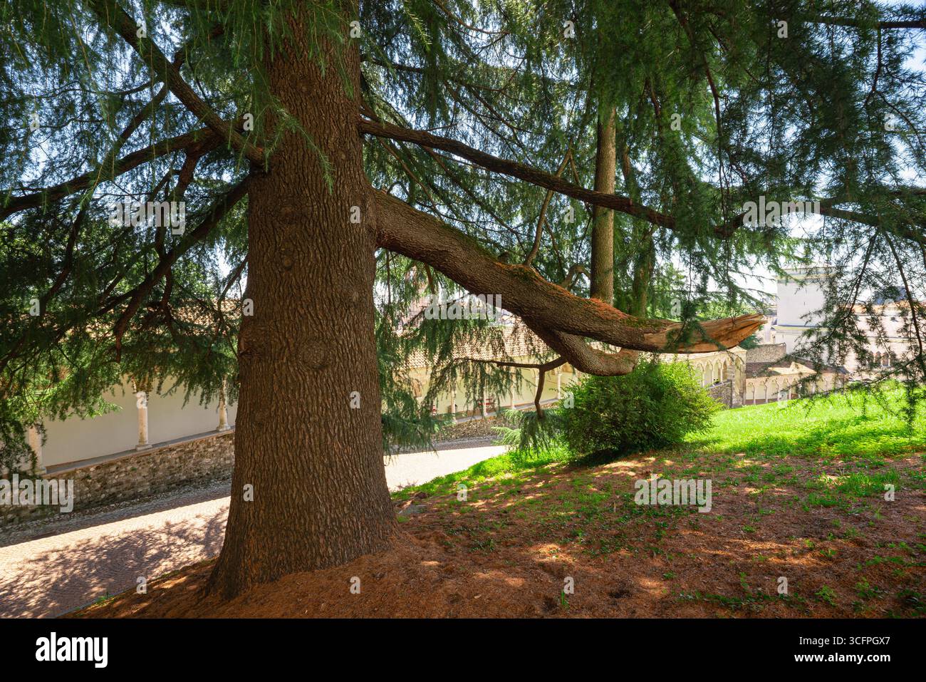Tronc d'un vieux cèdre (Cedrus) dans les jardins du château d'Udine, au nord-est de l'Italie Banque D'Images