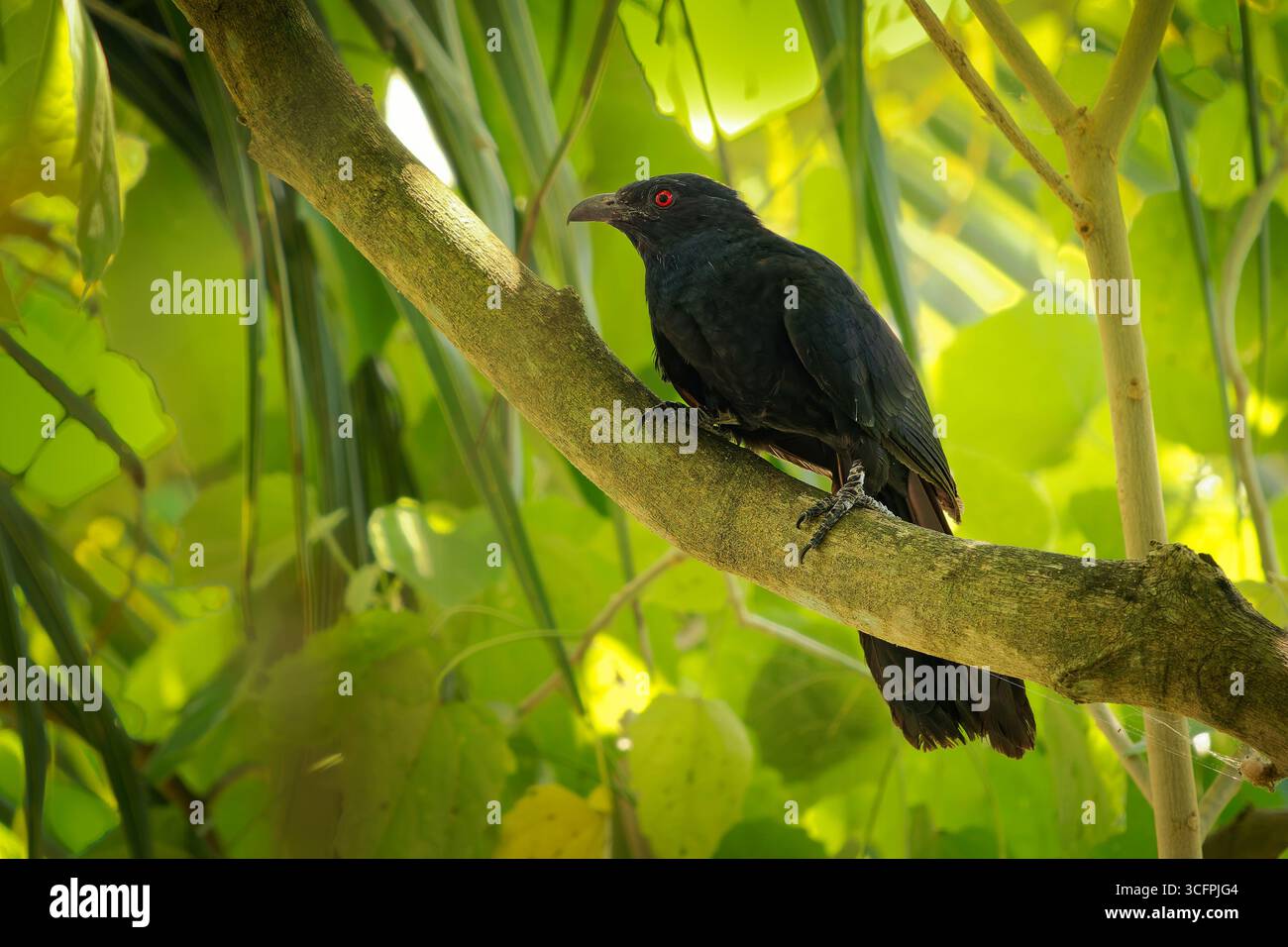 Koel à bec noir Eudynamys melanorhynchus couckoo oiseau chez Cuculidae endémique de la forêt et des bois de Sulawesi. Bel oiseau noir avec les yeux rouges sur Banque D'Images