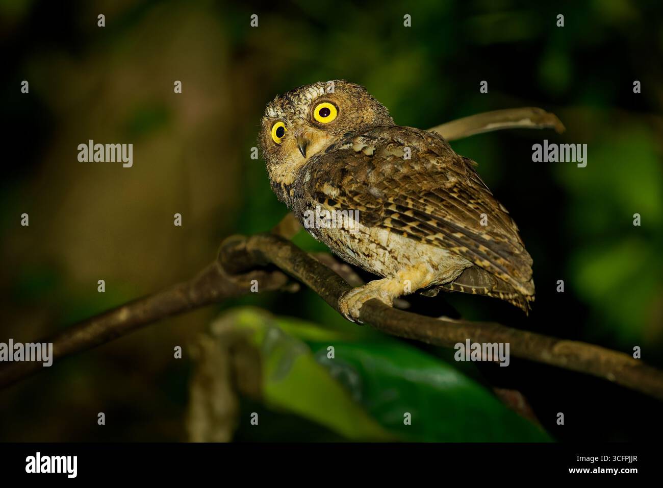 Sulawesi croque hibou Otus manadensis dans la nuit à Tangkoko dans le nord de Sulawesi, Indonésie, oiseau de chasse nocturne sur la branche dans la forêt nocturne. Banque D'Images