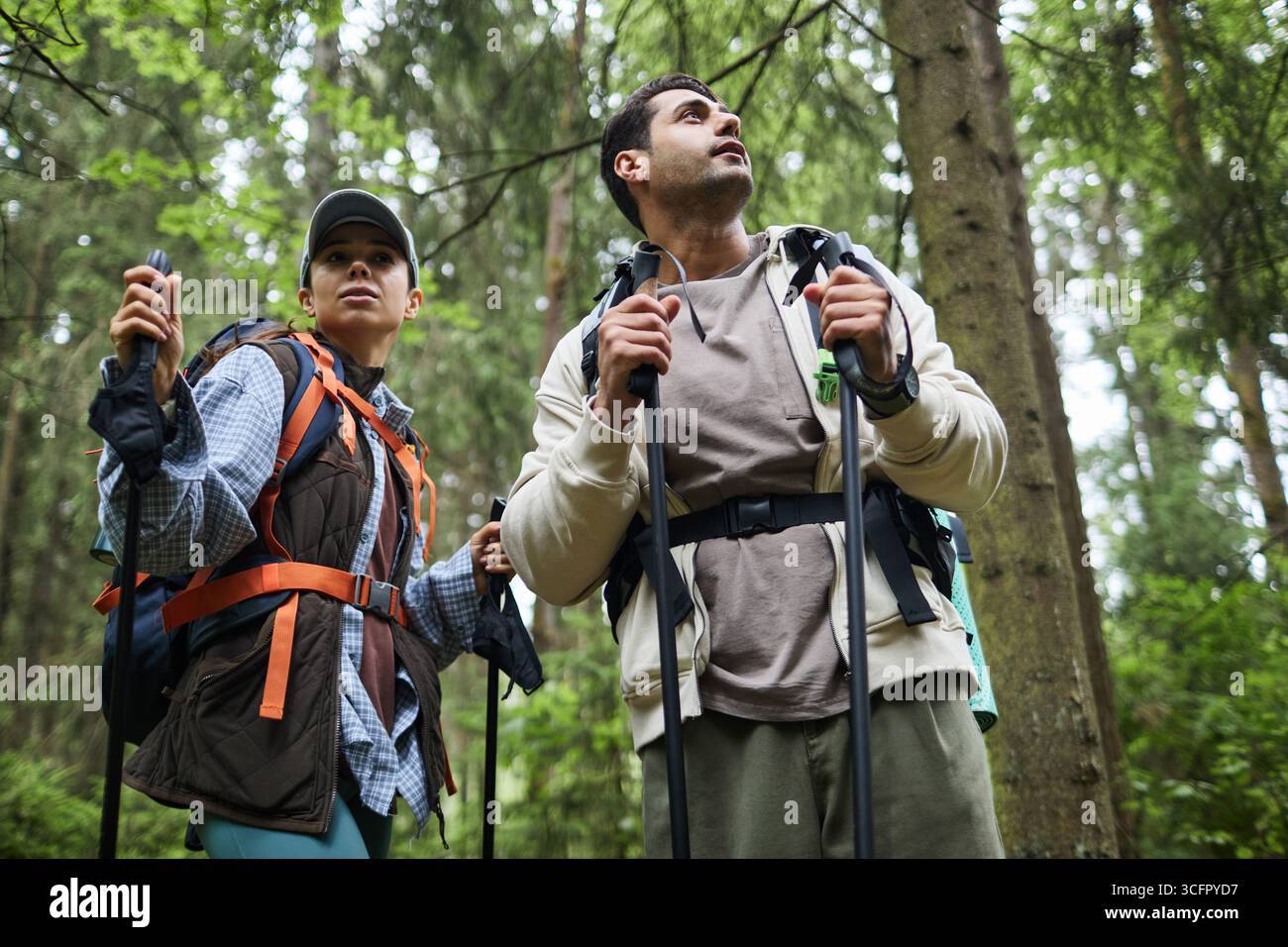 Jeune homme caucasien adulte et jeune femme caucasienne adulte randonnant dans la forêt tenant des bâtons de trekking, regardant vers les arbres, portant des sacs à dos, entourés de grands arbres verts Banque D'Images