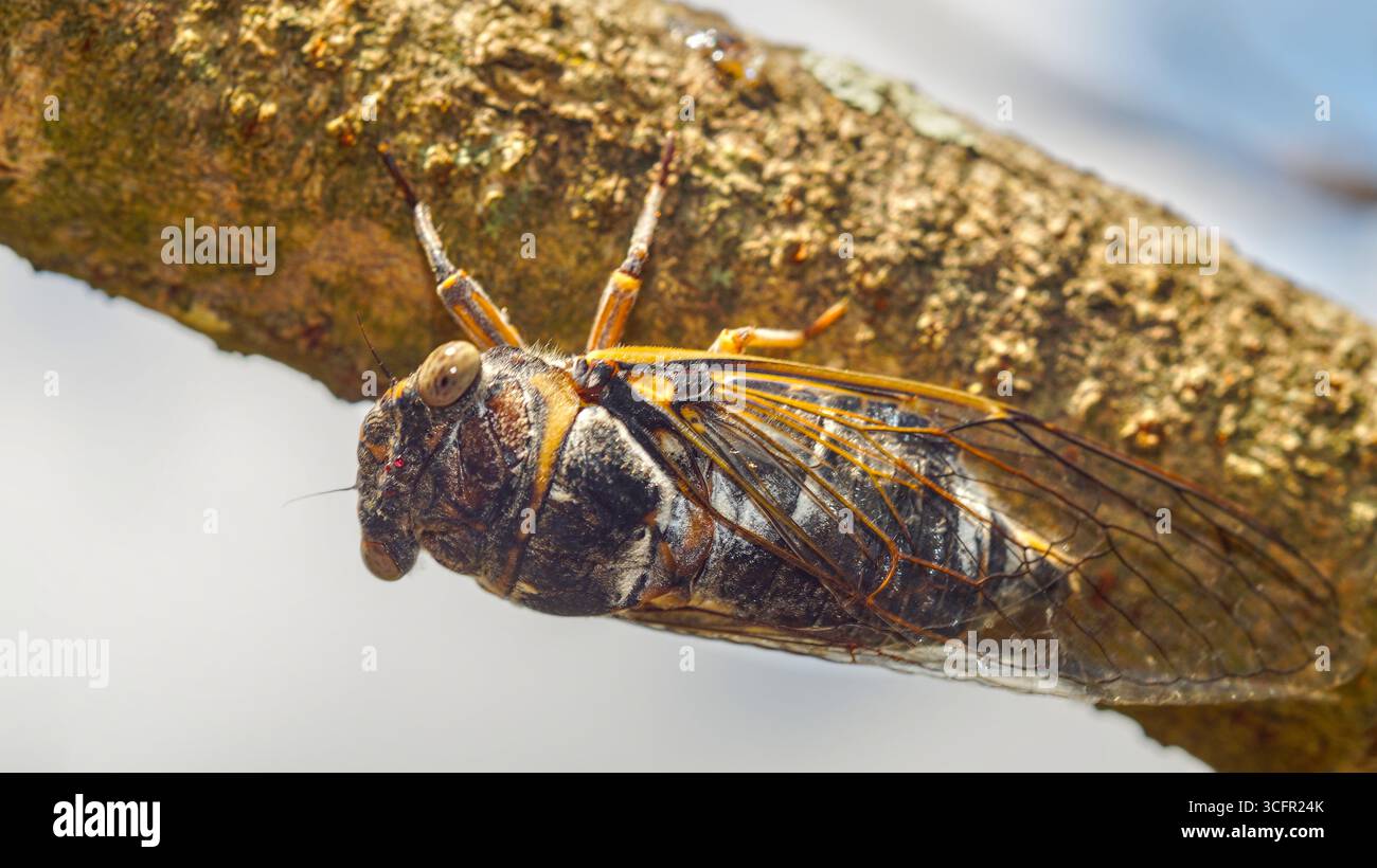 Macro gros plan d’une cigale perchée sur une branche d’arbre – vue détaillée de l’insecte dans son habitat naturel. Banque D'Images