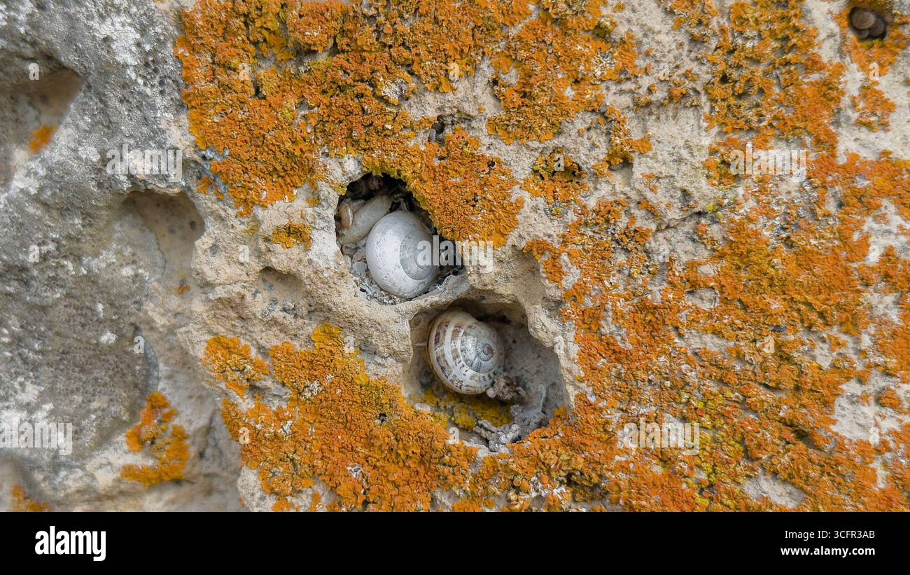 Lichens naturels et mousse poussant sur la roche montrant une texture détaillée, des motifs de surface organiques Banque D'Images