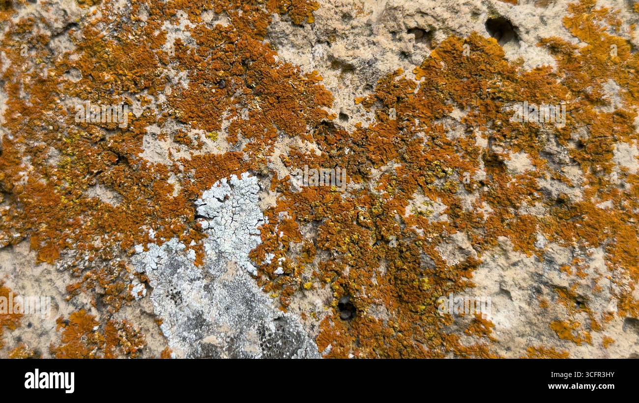 Lichens naturels et mousse poussant sur la roche montrant une texture détaillée, des motifs de surface organiques Banque D'Images