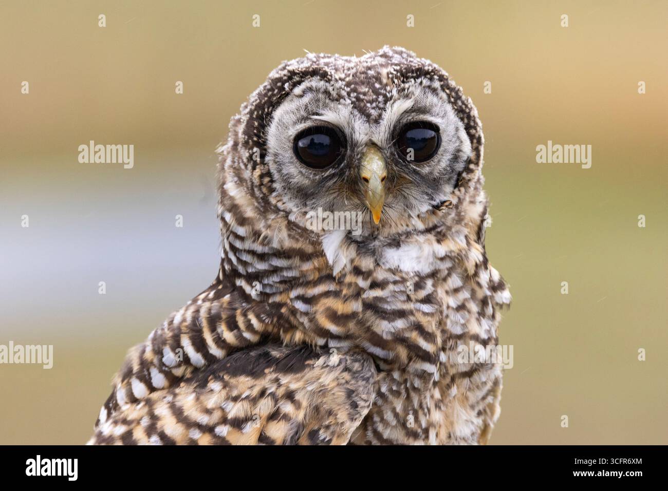 Le Chaco Owl est un petit indigène du biome du Gran Chaco en Amérique du Sud peu étudié ils sont considérés comme menacés dans la nature Banque D'Images