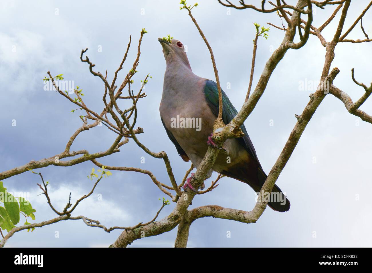 Pigeon vert impérial (Ducula aenea) mangeant des feuilles, Sri Lanka Banque D'Images