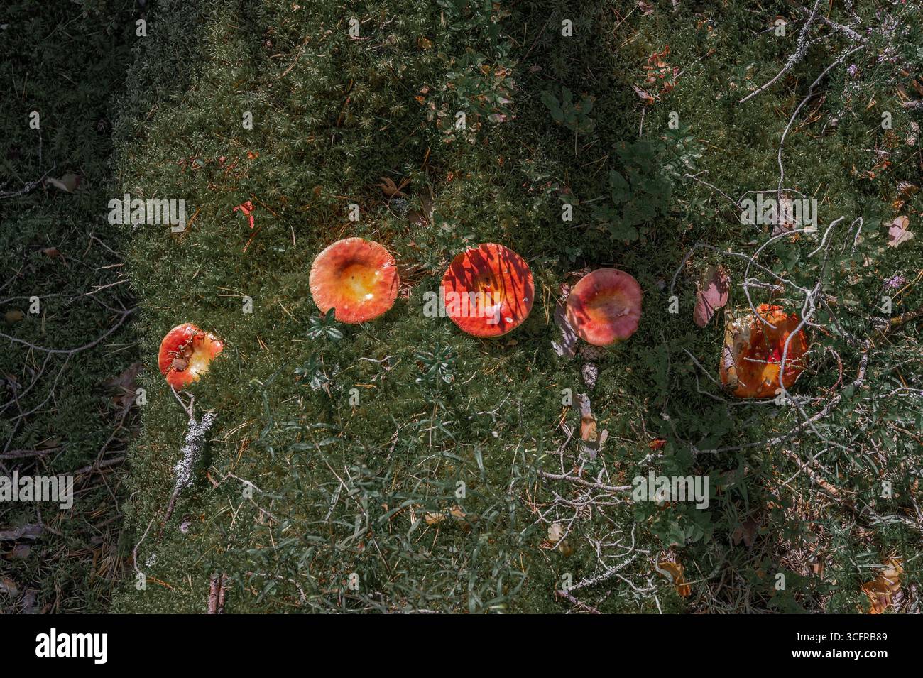 Une photo grand-angle au-dessus de plusieurs champignons russula à tête rouge dispersés sur le sol de la forêt couverte de mousse verte et d'aiguilles de pin. Banque D'Images