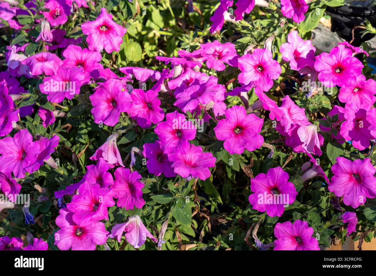 Pétunias beutiful sur une journée d'été ensoleillée (focus sélectif) Banque D'Images