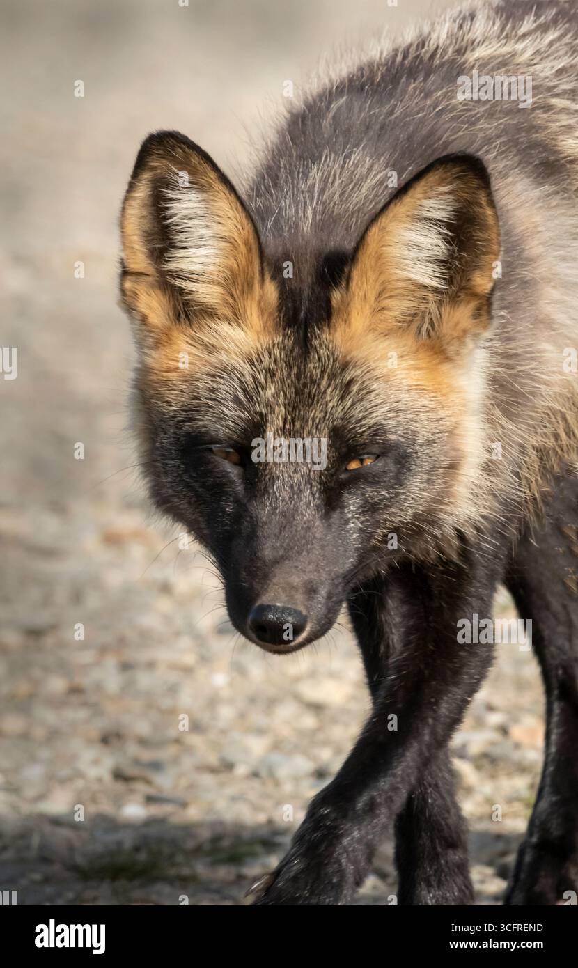 Cross Fox ; Amérique du Nord ; États-Unis ; Alaska ; cercle arctique; faune ; printemps ; renard rouge (Vulpes vulpes) ; variation de couleur croisée Banque D'Images