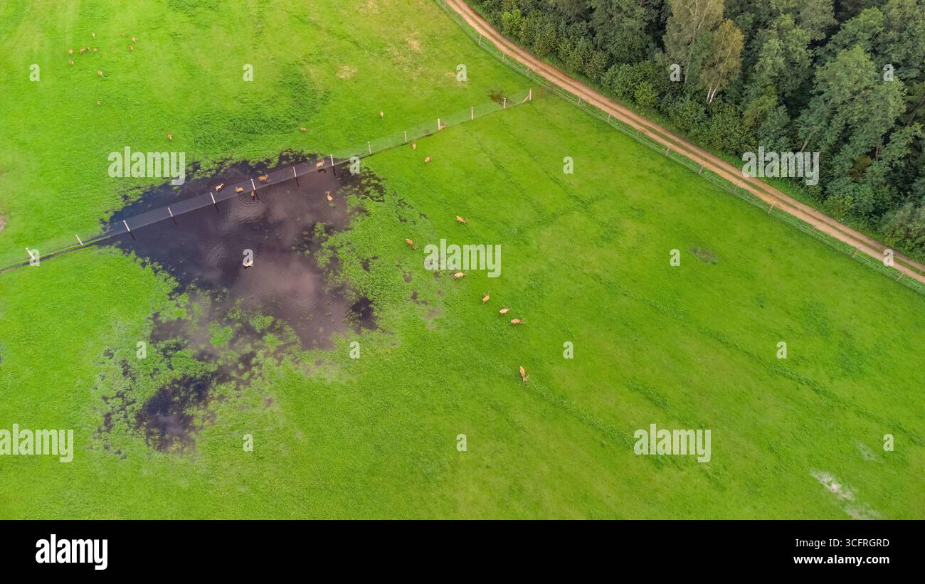 Vue aérienne de cerfs en pâturage et debout près d'un étang dans un pâturage vert au bord de la forêt Banque D'Images