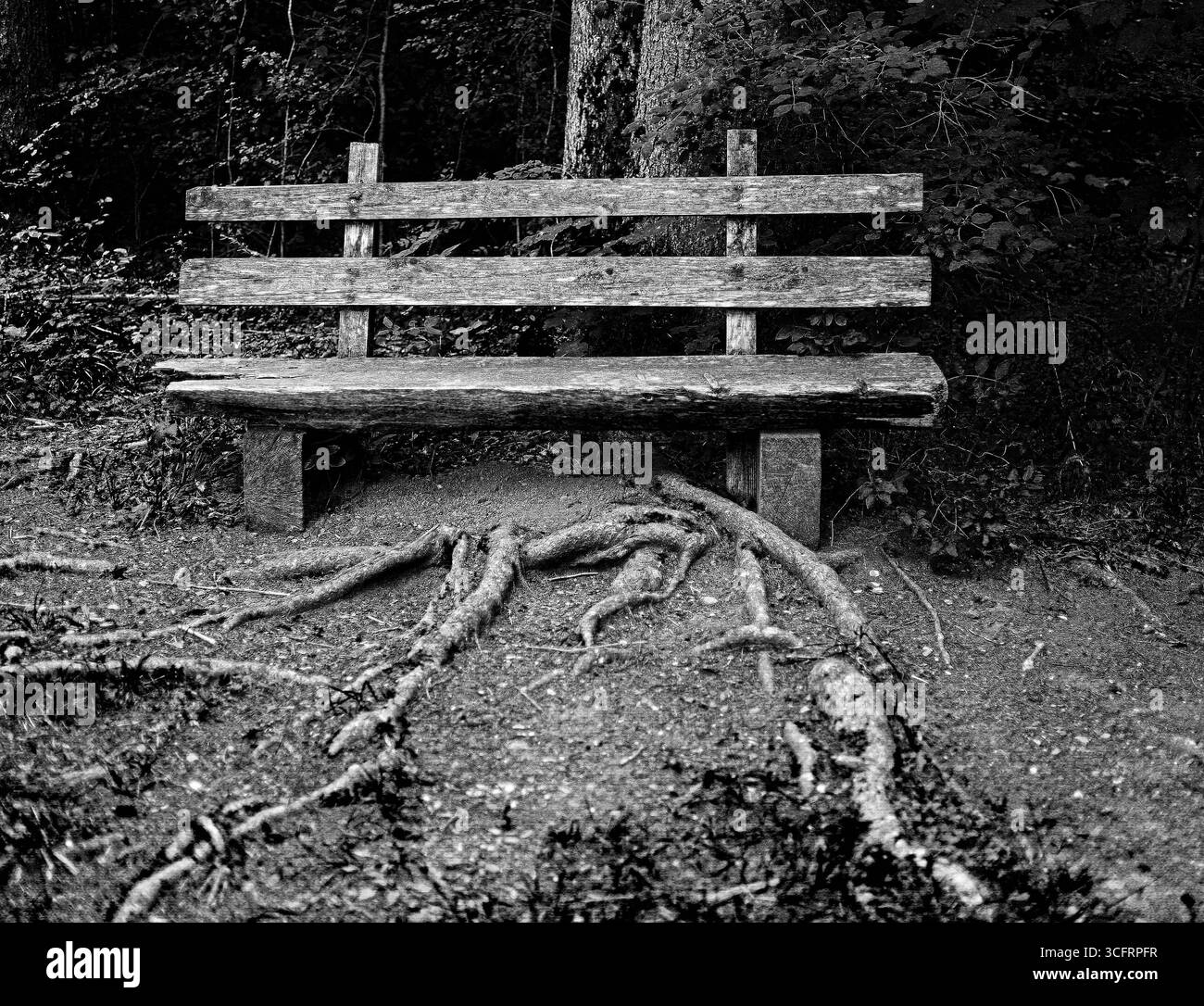 24.08.2025, Spaziergang in Wald Fuerstenried West Muenchen, im Bild : Alter Bank in Fuerstenrieder Wald *** 24 08 2025, promenade dans la forêt Fuerstenried West Munich, dans l'image Alter Bank in Fuerstenrieder Wald Banque D'Images