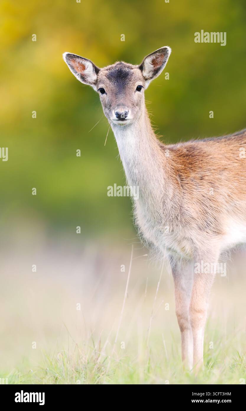 Portrait en gros plan d'un jeune cerf en jachère debout en alerte dans une prairie herbeuse, au Royaume-Uni. Banque D'Images
