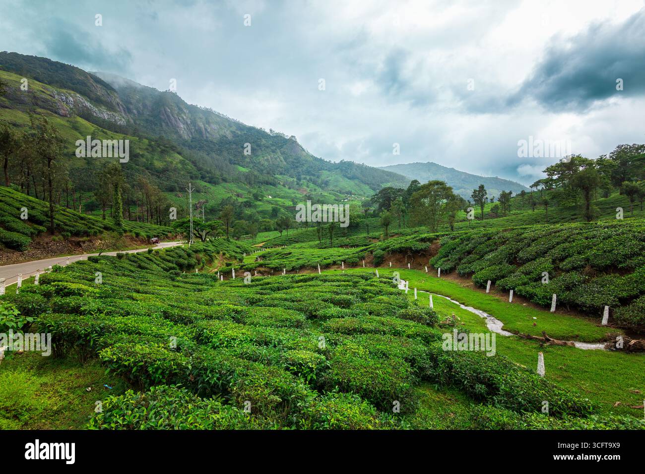 Les plantations de thé à Munnar, Kerala, Inde Banque D'Images