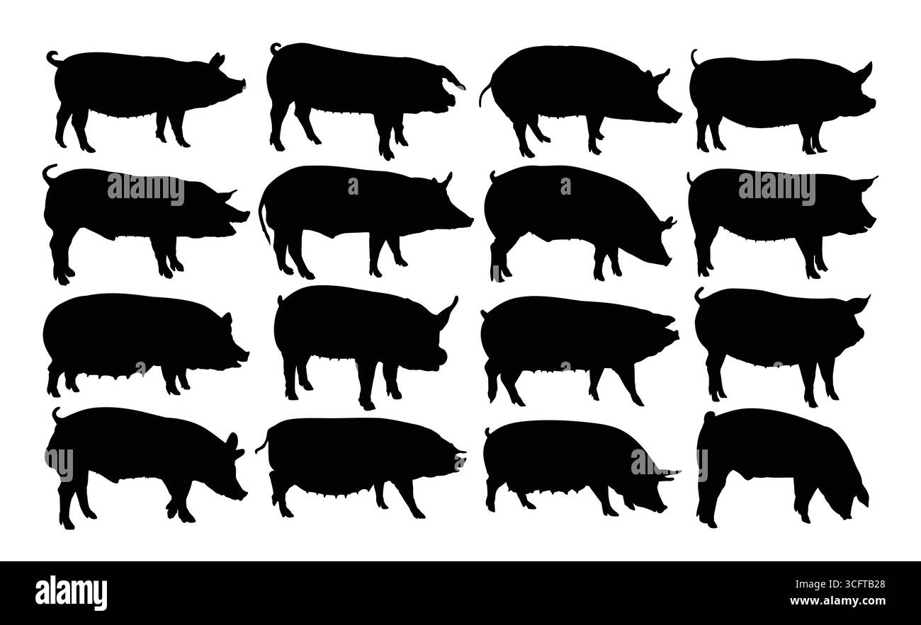 Le grand ensemble de silhouettes de porcs domestiques. Illustration de Vecteur