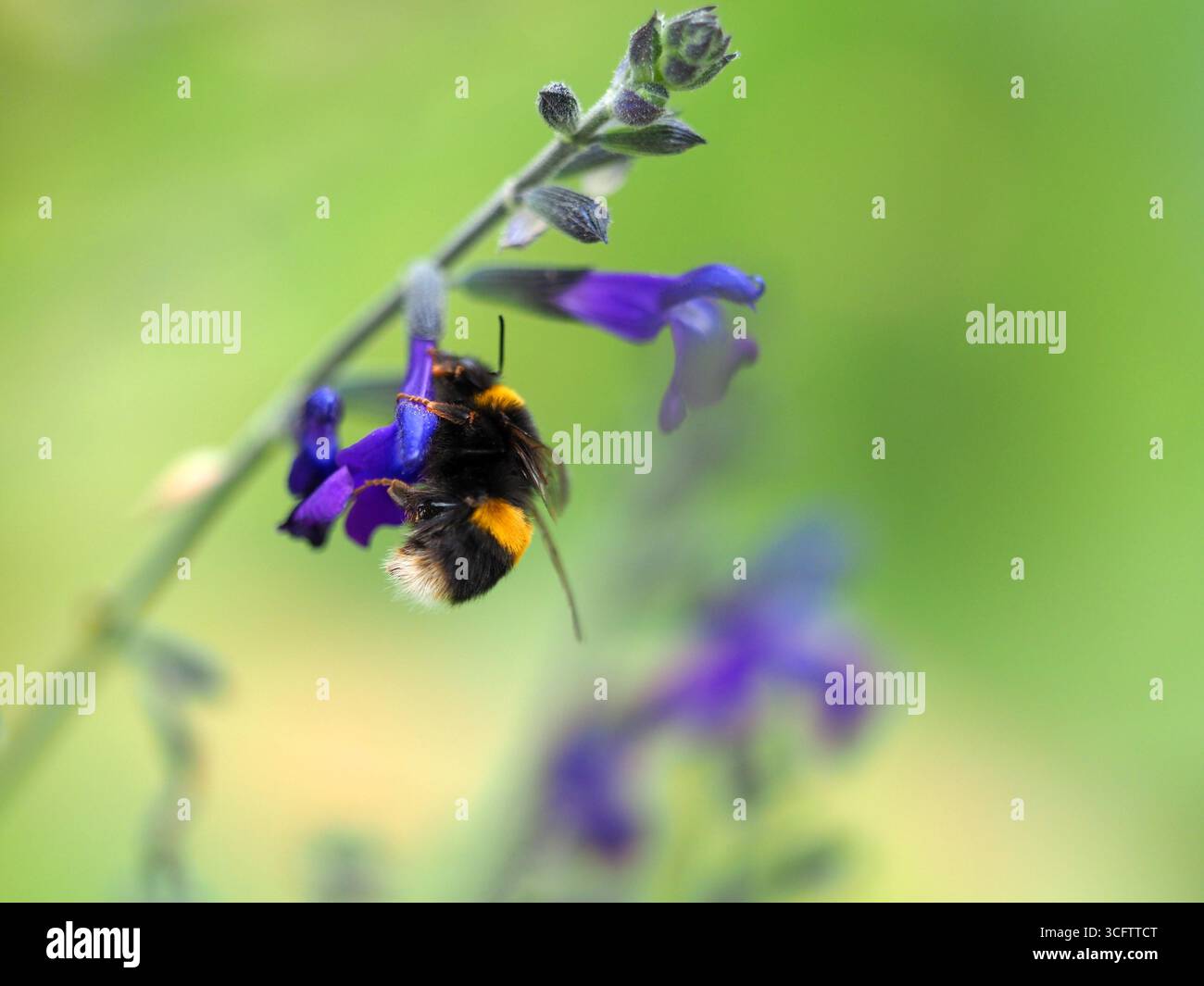 Bourdon à queue blanche bombus lucorum sur sauge à l'anis bleu Banque D'Images