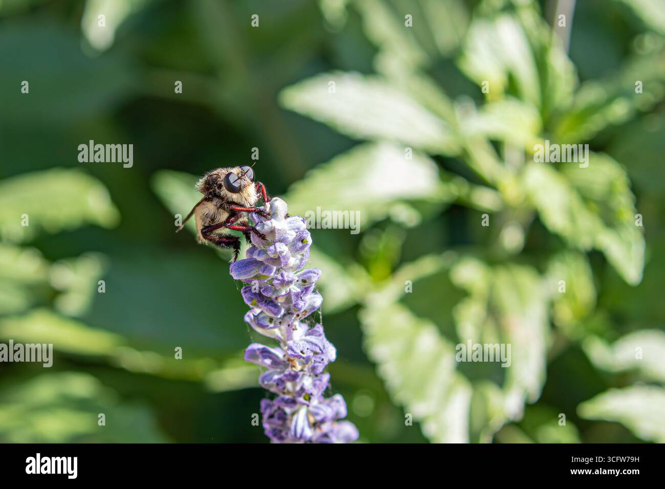 Bourdon voleur Laphria flava pollinisant une plante de salvia bleue en Californie , USA Banque D'Images