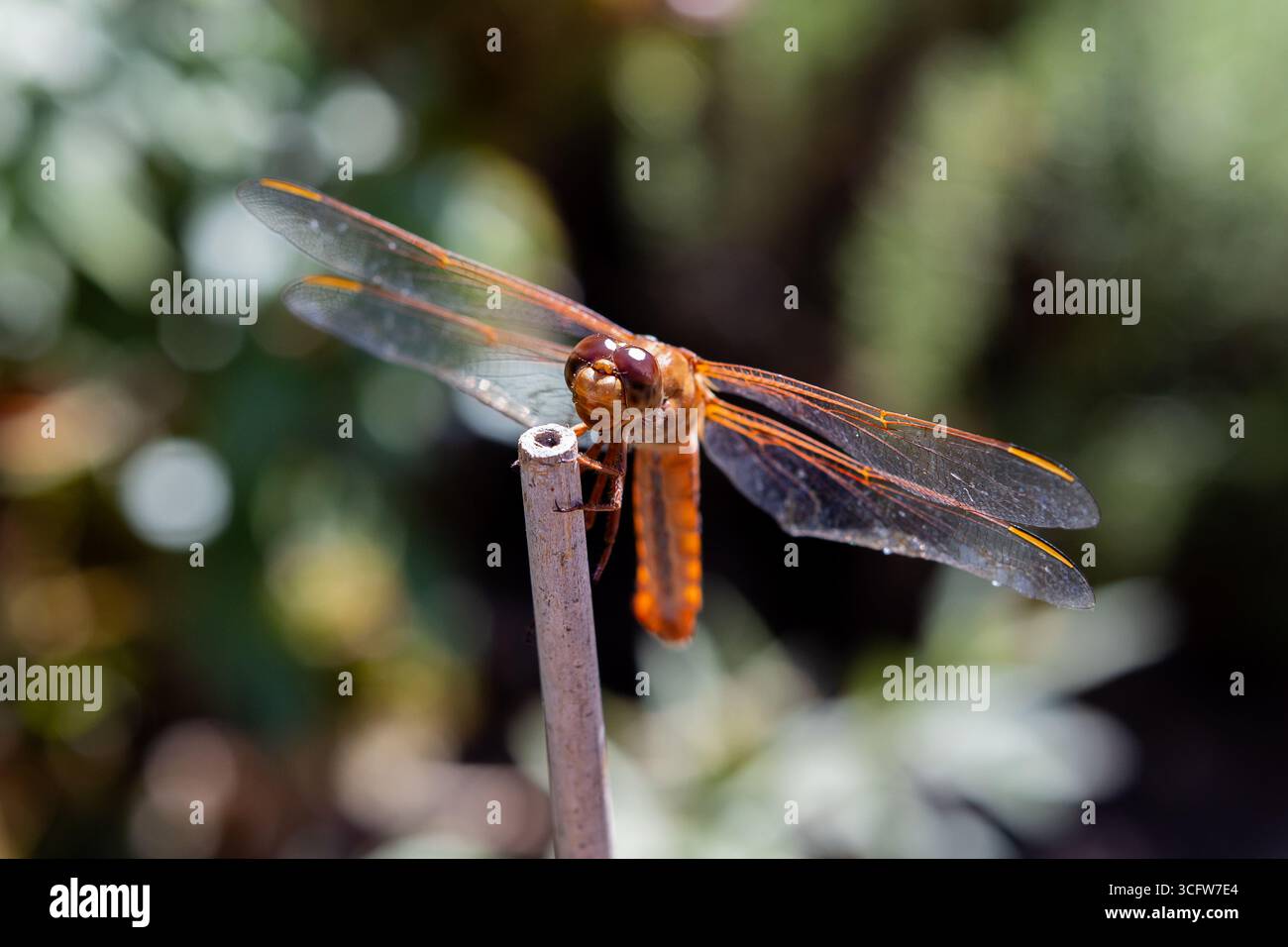 Le skimmer de flamme de dragonfly est également connu sous le nom de skimmer de pérecracker (Libellula saturata). Originaire de l'ouest de l'Amérique du Nord Banque D'Images