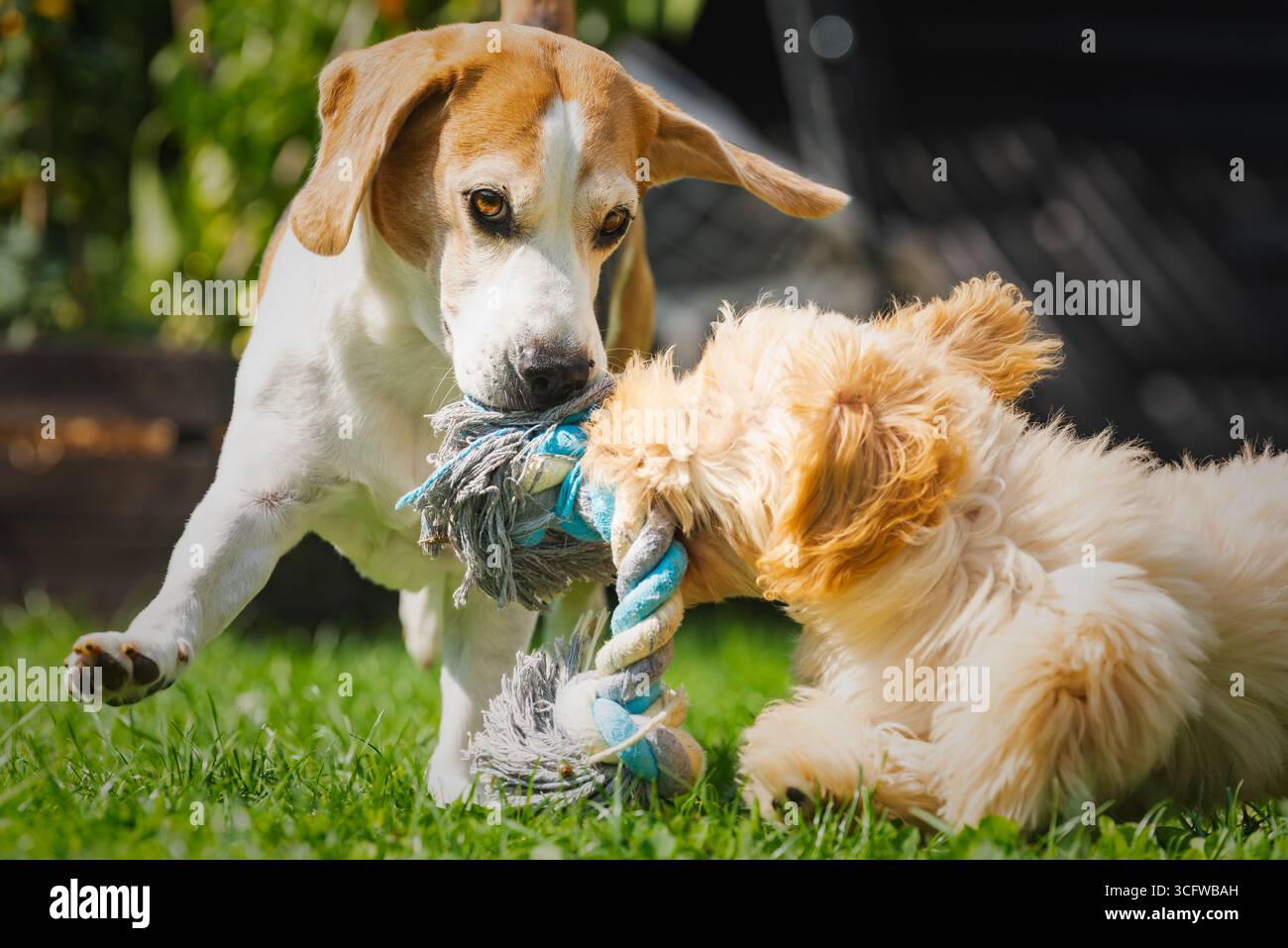 Les chiots Beagle et Cockapoo tirent de manière ludique un jouet de corde à l'extérieur par une journée ensoleillée, profitant d'un jeu joyeux. Banque D'Images