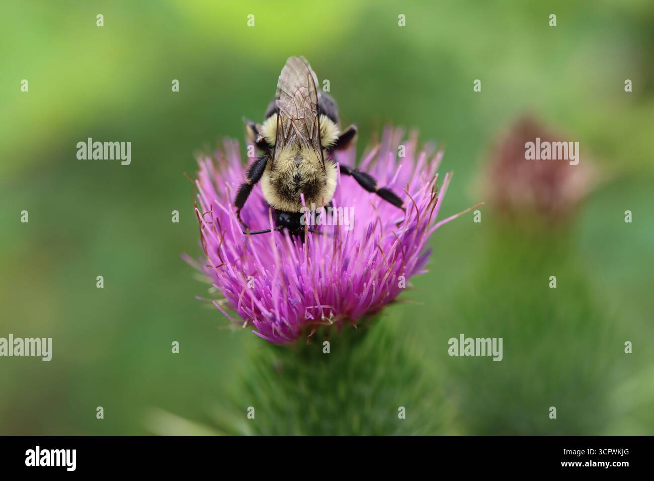 Un bourdon profitant d'une fleur de chardon Banque D'Images