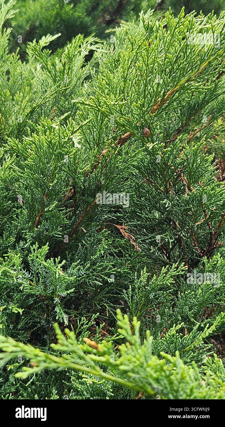 Juniperus (genévrier) arbuste feuillage permanent pour l'aménagement paysager et la conception de jardins - Image de stock capturée avec un smartphone