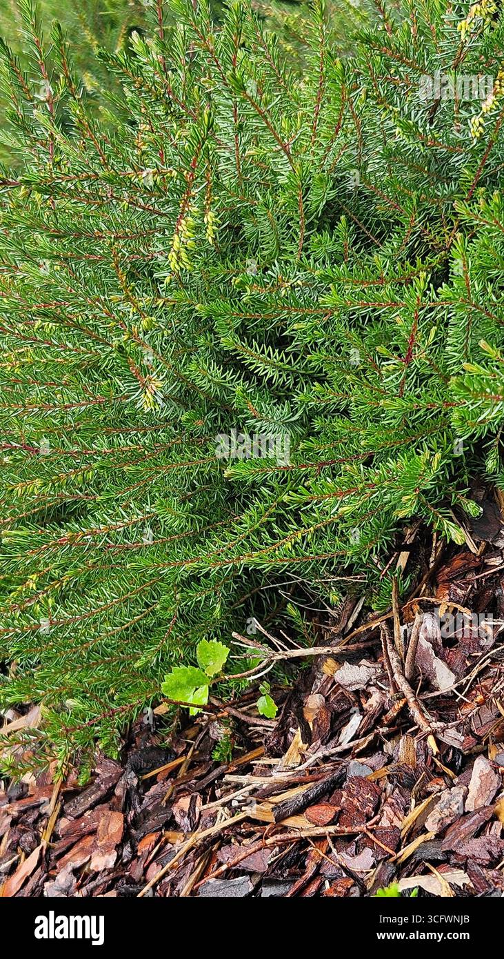 Juniperus (genévrier) arbuste feuillage permanent pour l'aménagement paysager et la conception de jardins - Image de stock capturée avec un smartphone