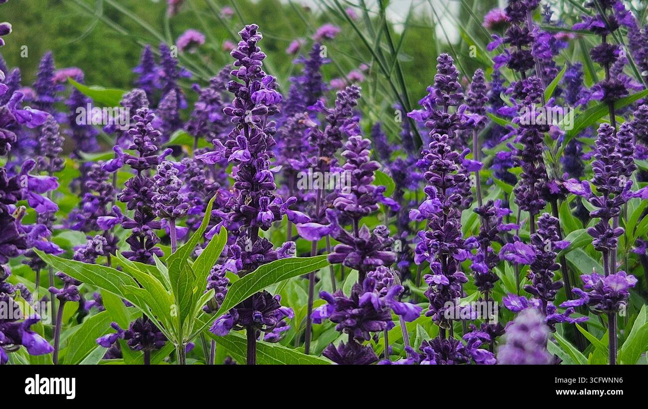 Pourpre Salvia farinacea fleurit en pleine floraison - Image de stock capturée avec un smartphone