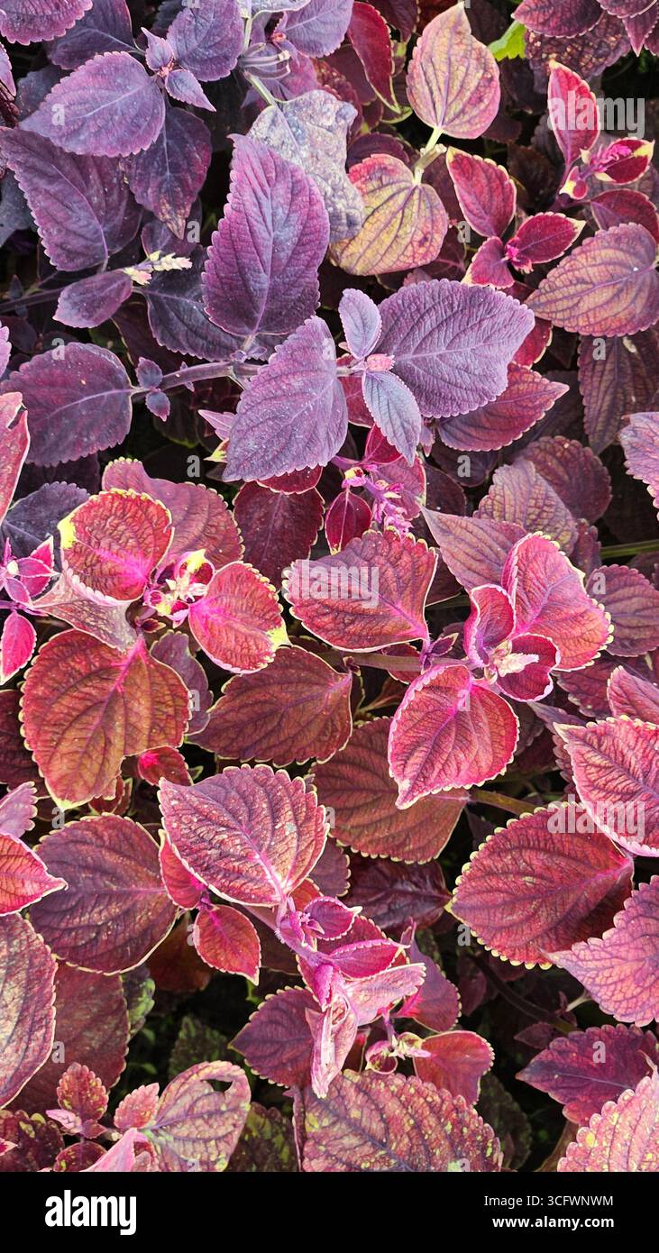 Texture de feuille colorée abstraite avec motif vibrant Banque D'Images