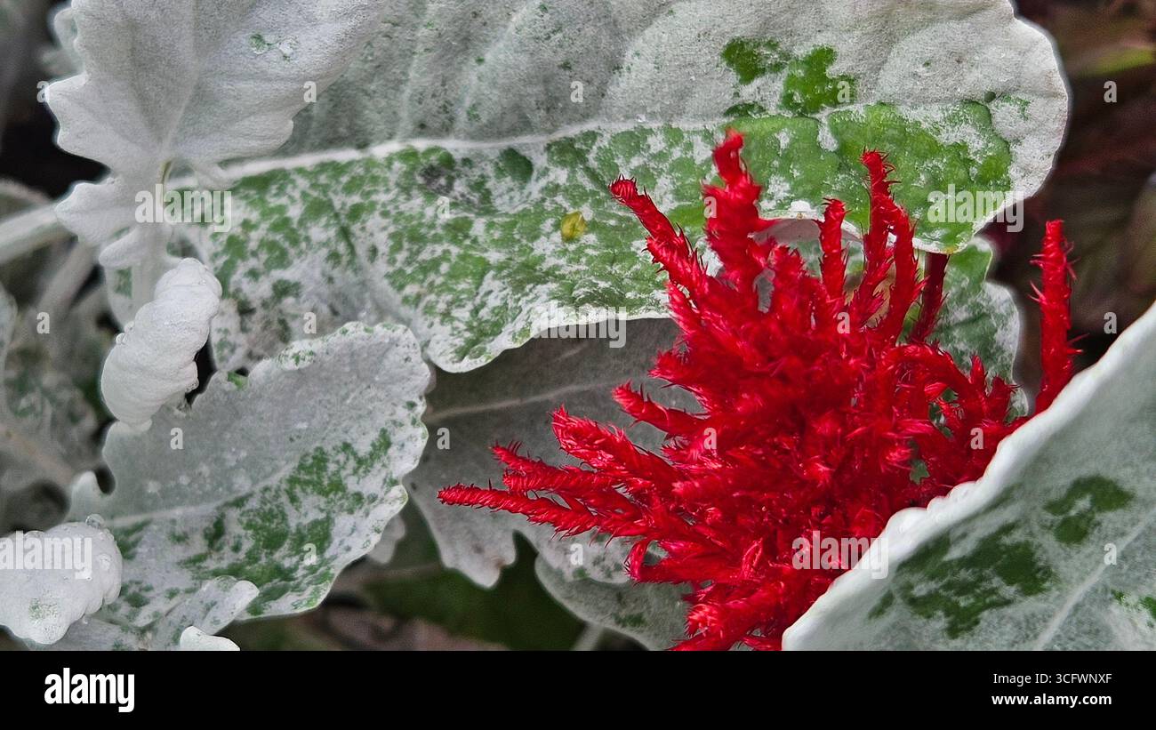Feuilles de meunier poussiéreuses avec fleur de Celosia rouge – plante de jardin vibrante - Image de stock capturée avec un smartphone