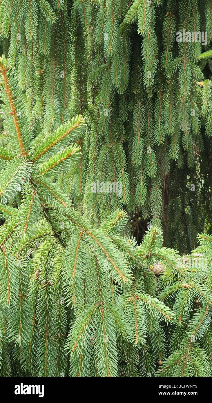 Fond naturel de branches d'épinette avec des aiguilles vertes - Image de stock capturée avec un smartphone