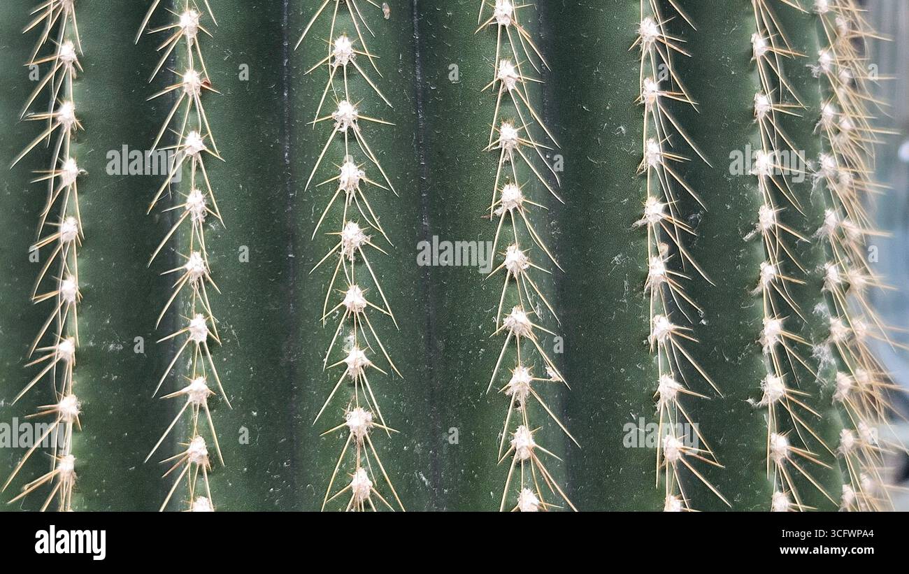 Gros plan des épines de Cactus sur la tige verte Banque D'Images