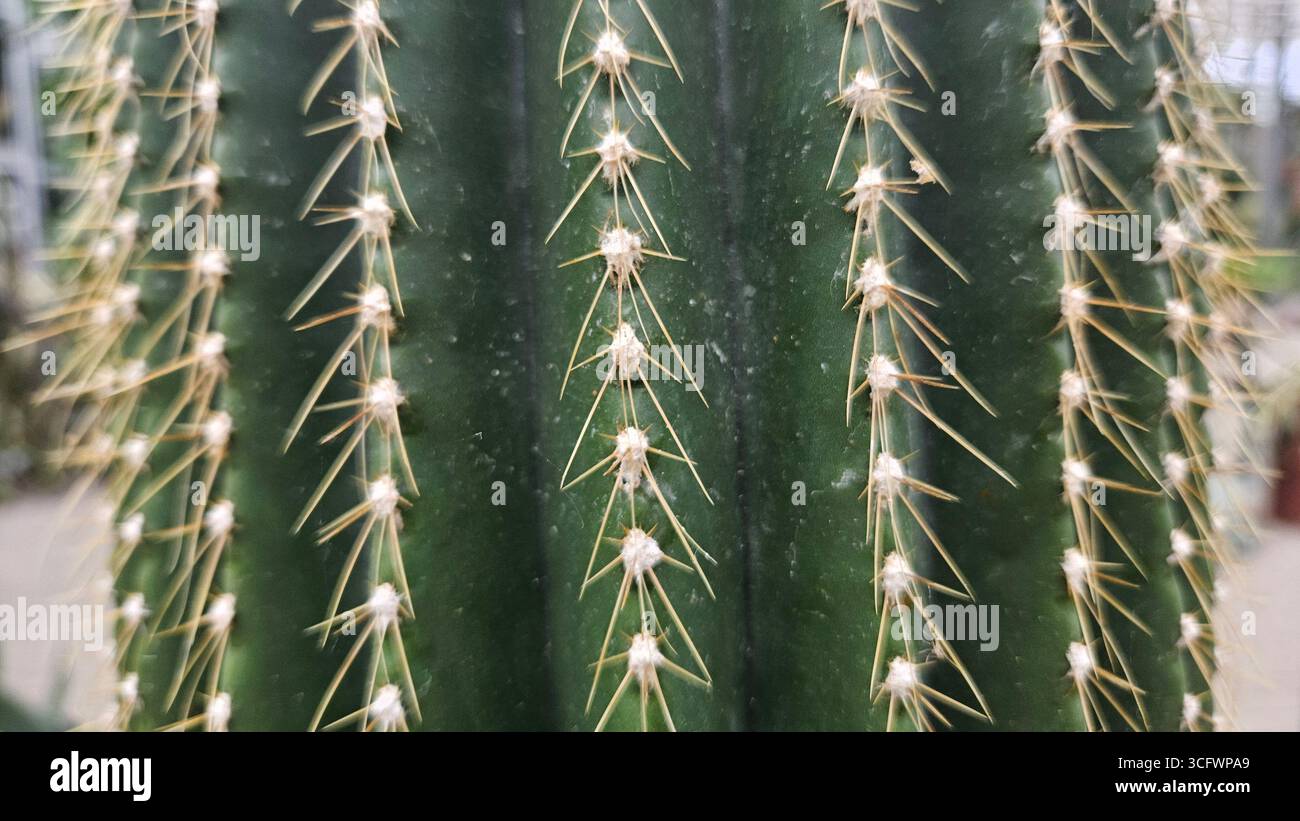 Gros plan des épines de Cactus sur la tige verte Banque D'Images