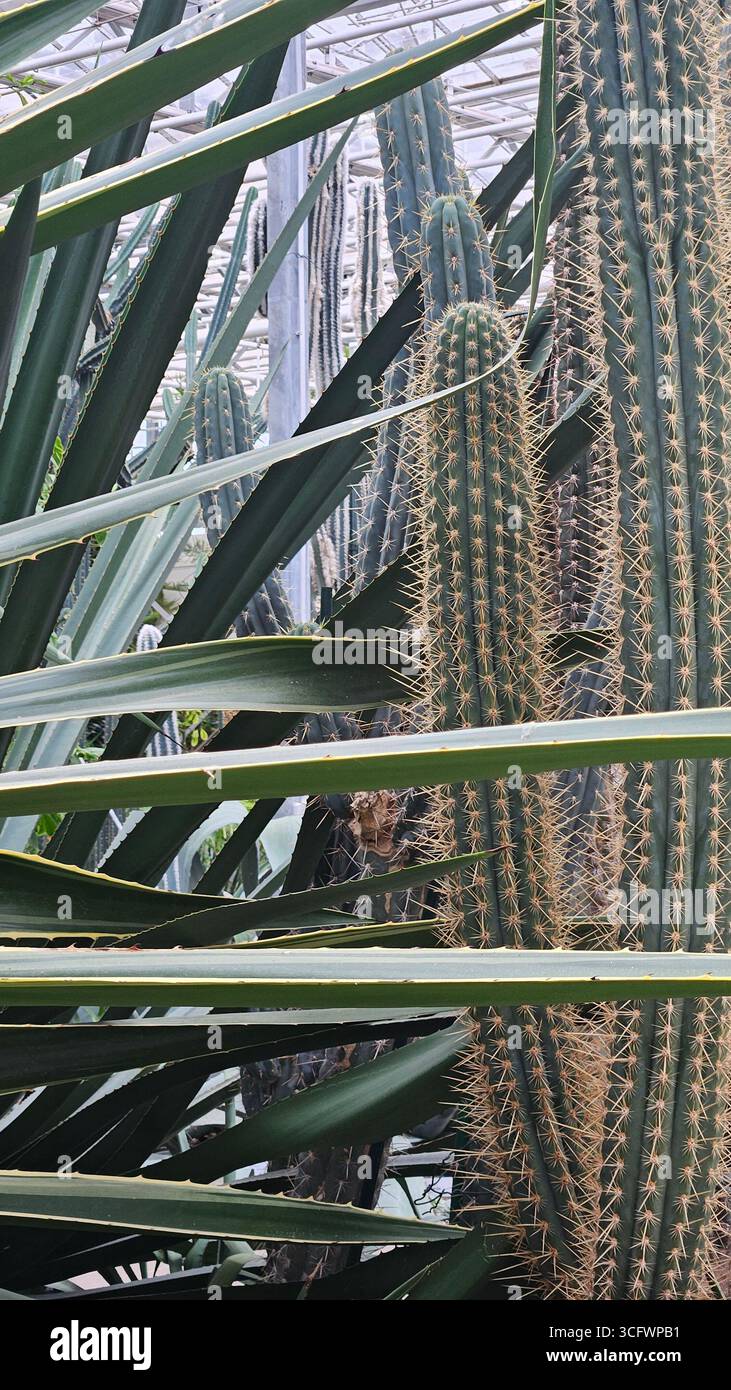 Gros plan abstrait des épines de Pachycereus Cactus et de la texture striée Banque D'Images