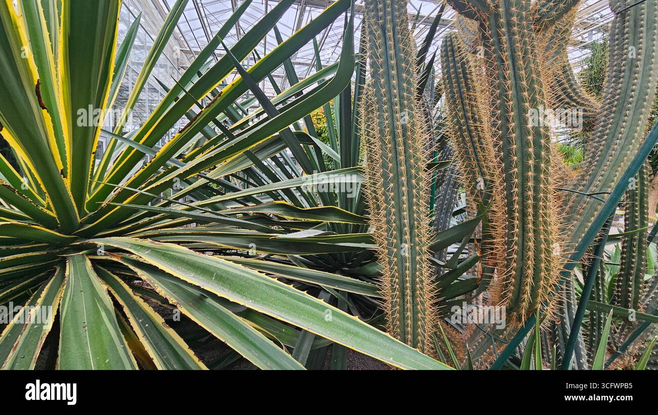 Gros plan abstrait des épines de Pachycereus Cactus et de la texture striée Banque D'Images