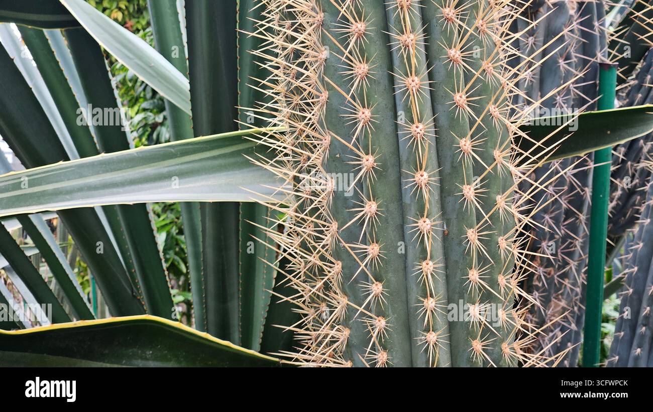 Gros plan abstrait des épines de Pachycereus Cactus et de la texture striée Banque D'Images