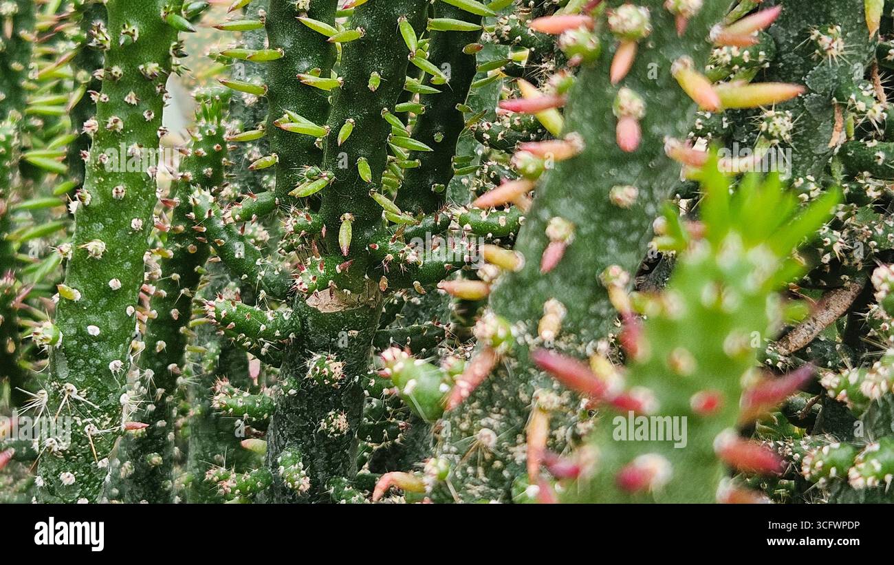 Gros plan de la tige de Cactus avec des épines et Nouvelle croissance Banque D'Images