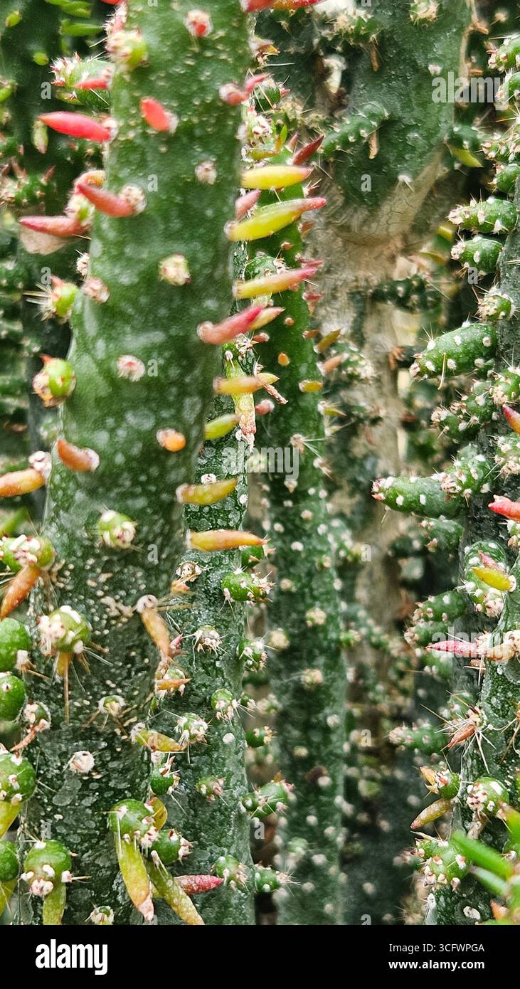 Gros plan de la tige de Cactus avec des épines et Nouvelle croissance Banque D'Images