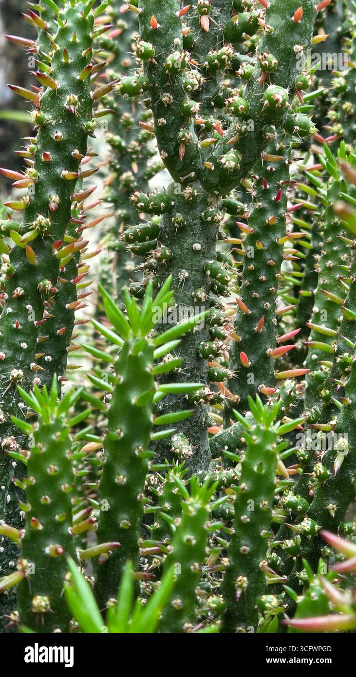 Motif cactus abstrait avec épines et texture colorée Banque D'Images