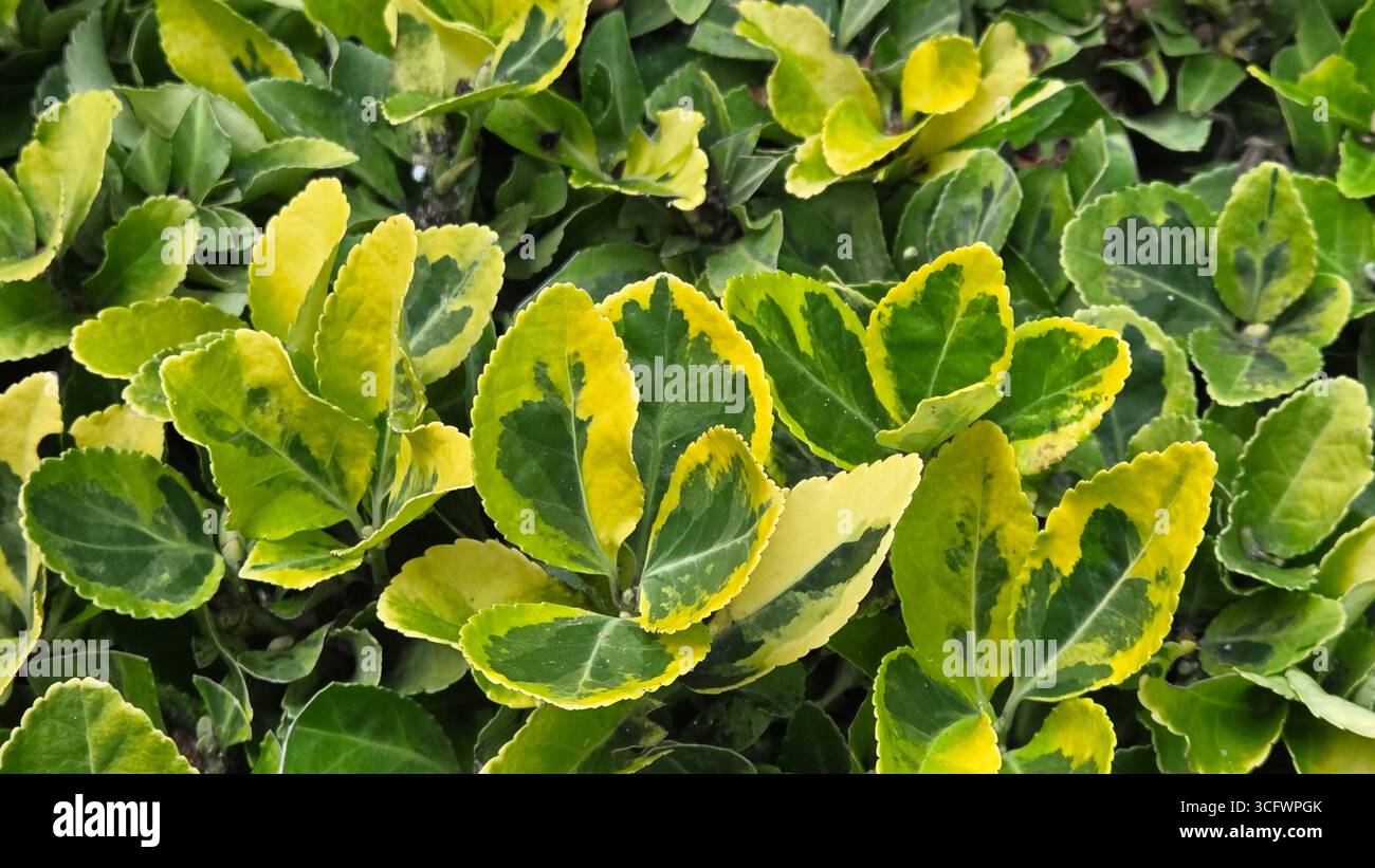 Fond de texture de feuille vert et jaune panaché Banque D'Images