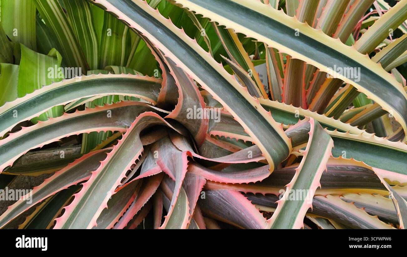 Aechmea Fasciata Bromeliad plante avec des feuilles épaisses Banque D'Images