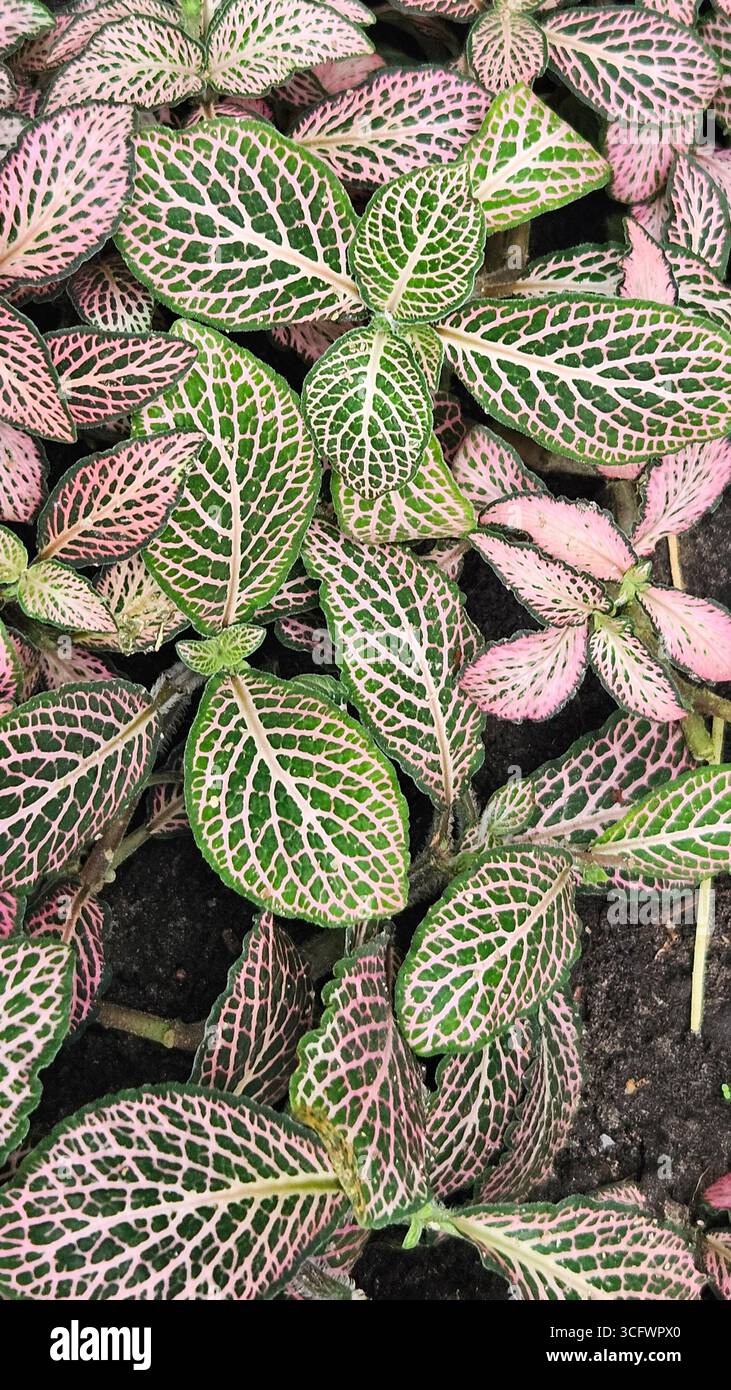 Motif abstrait de feuilles de Fittonia Nerve Plant Banque D'Images