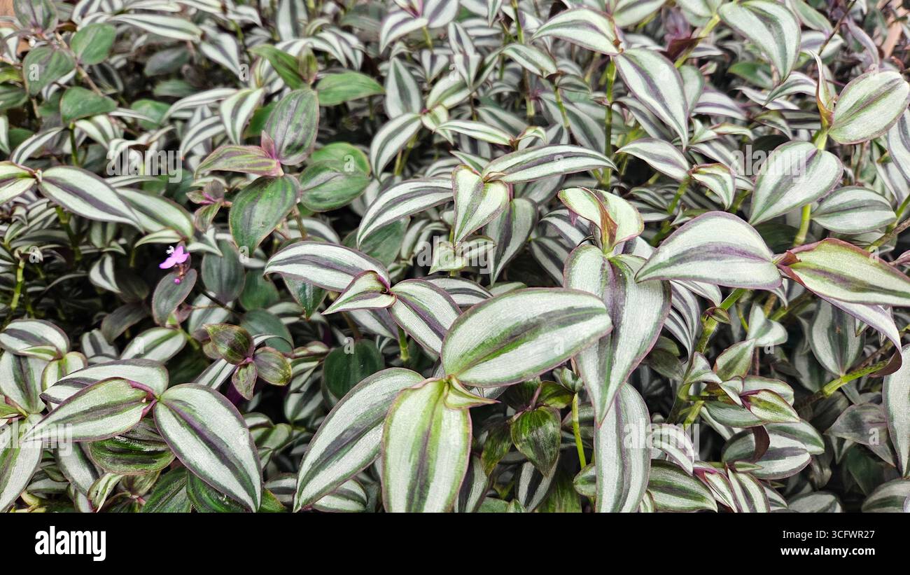 Arrière-plan abstrait du feuillage rayé Tradescantia zebrina Banque D'Images