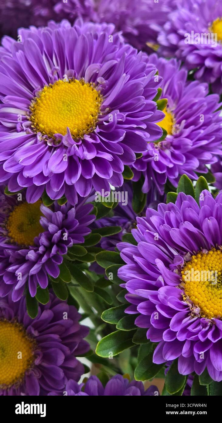 Fleurs d'aster violet avec centres jaunes en pleine floraison - Image de stock capturée avec un smartphone Fleurs d'aster violet avec centres jaunes en pleine floraison - Image de stock capturée avec un smartphone