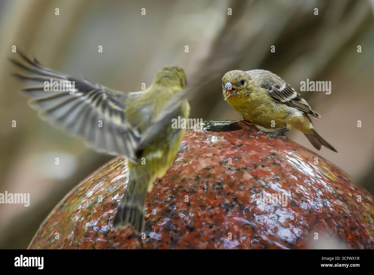 Un finch vert perché affronte avec colère un autre en vol au-dessus d'un endroit partagé pour boire. Banque D'Images