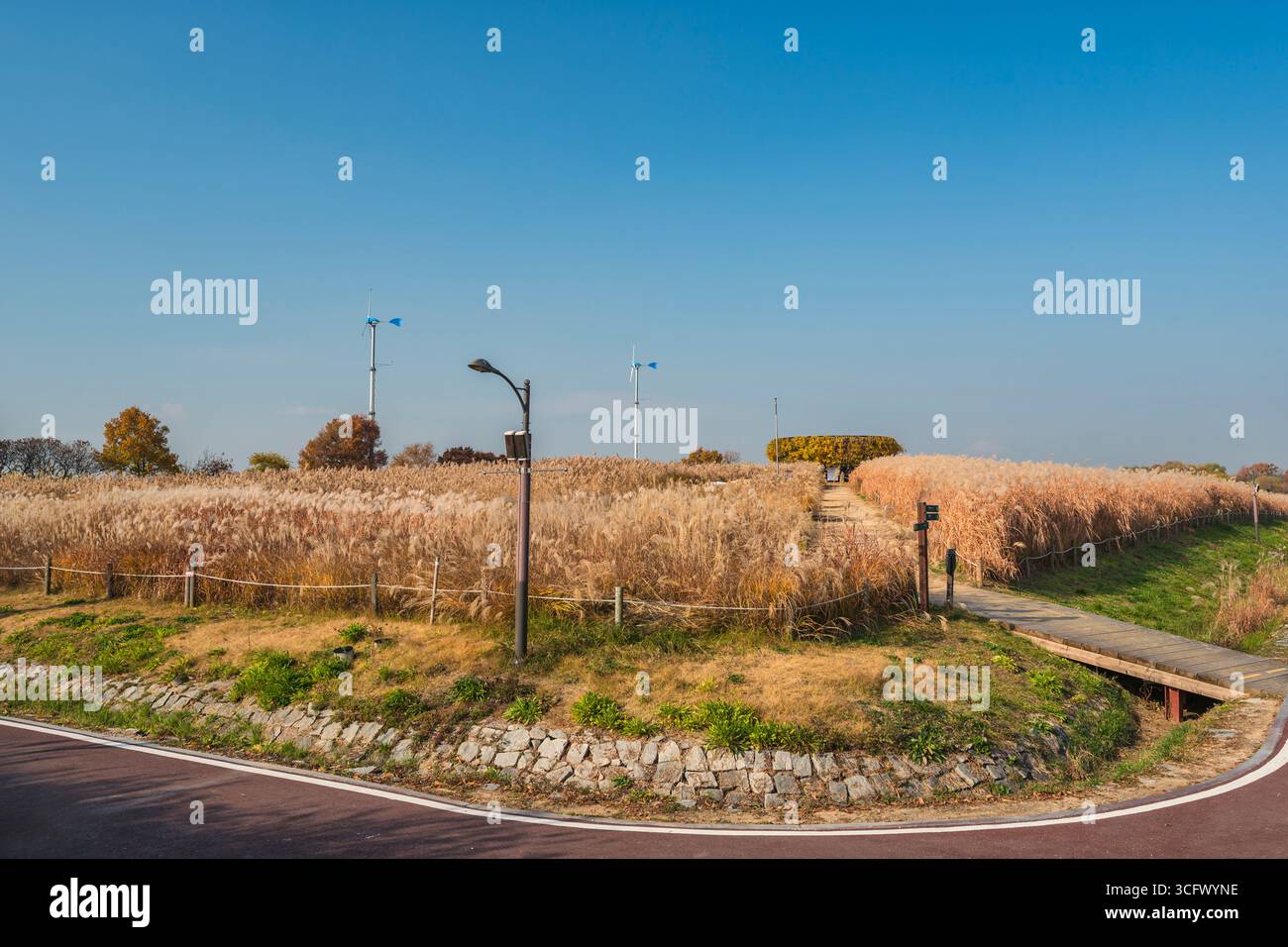 Séoul Corée du Sud, terrain d'herbe argentée au parc Haneul en automne Banque D'Images