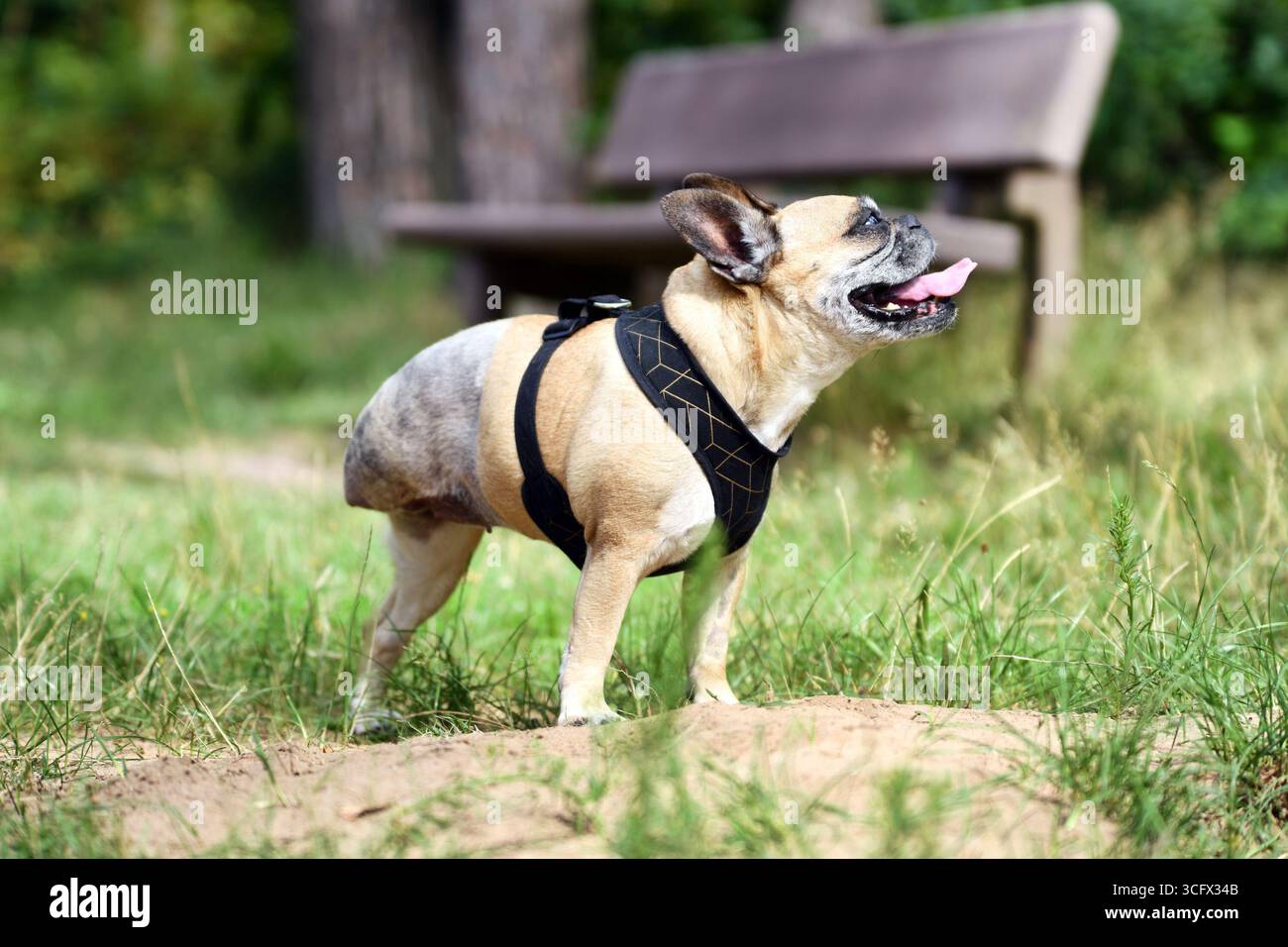 Bouledogue français avec une jambe arrière amputée debout sur trois pattes. Zone rasée après chirurgie d'amputation de jambe après ostéosarcome cancéreux osseux Banque D'Images Bouledogue français avec une jambe arrière amputée debout sur trois pattes. Zone rasée après chirurgie d'amputation de jambe après ostéosarcome cancéreux osseux Banque D'Images