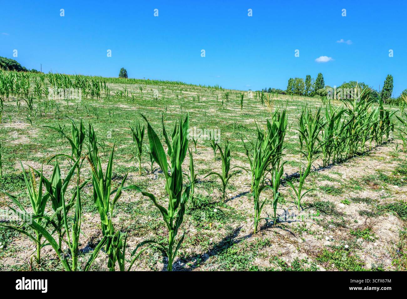 Croissance très clairsemée de maïs après un long été sec dans le centre de la France - Bossay-sur-Claise, Indre-et-Loire (37), France. Banque D'Images
