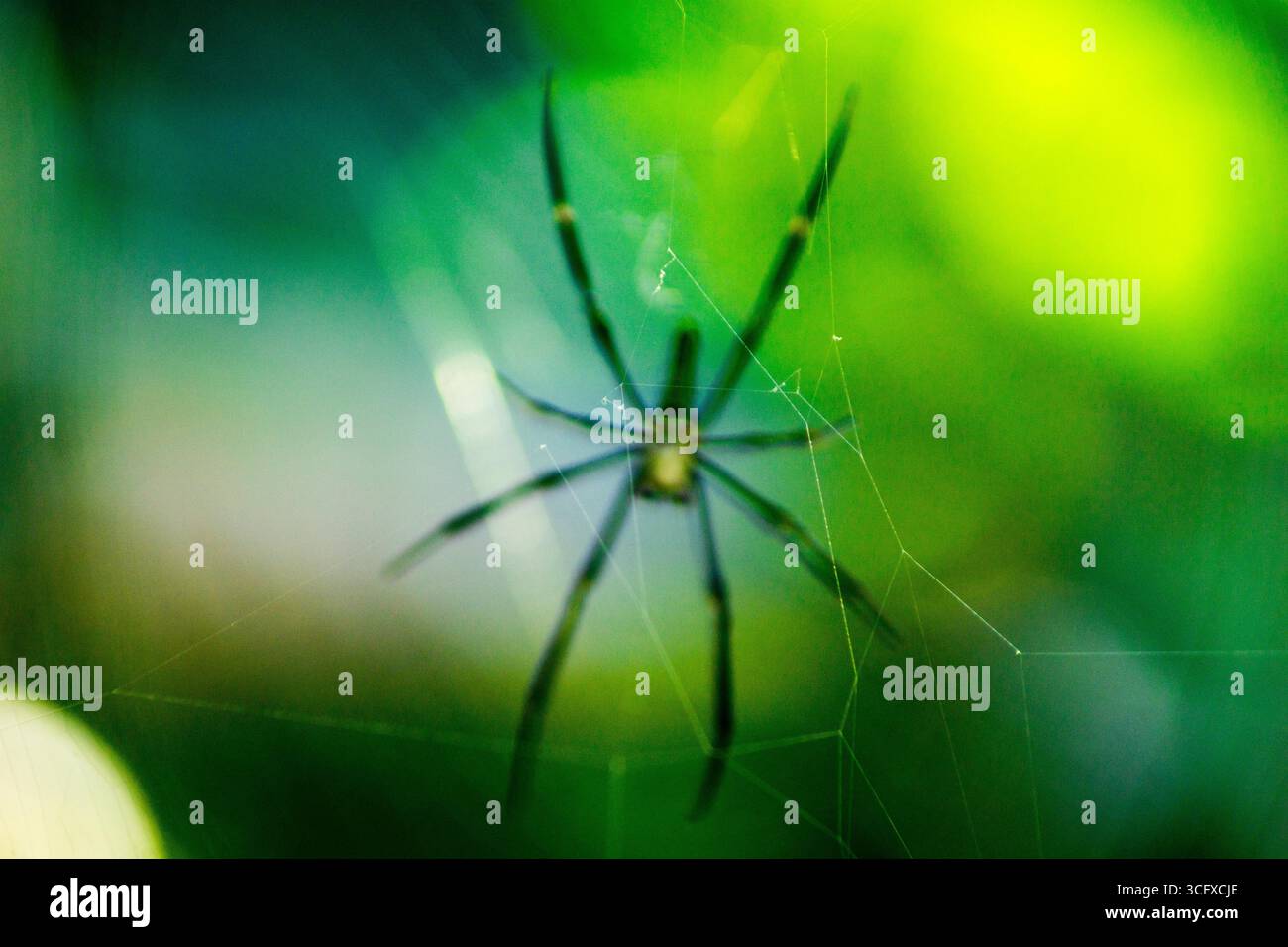 Belle photographie macro d'insectes avec une mise au point nette Banque D'Images