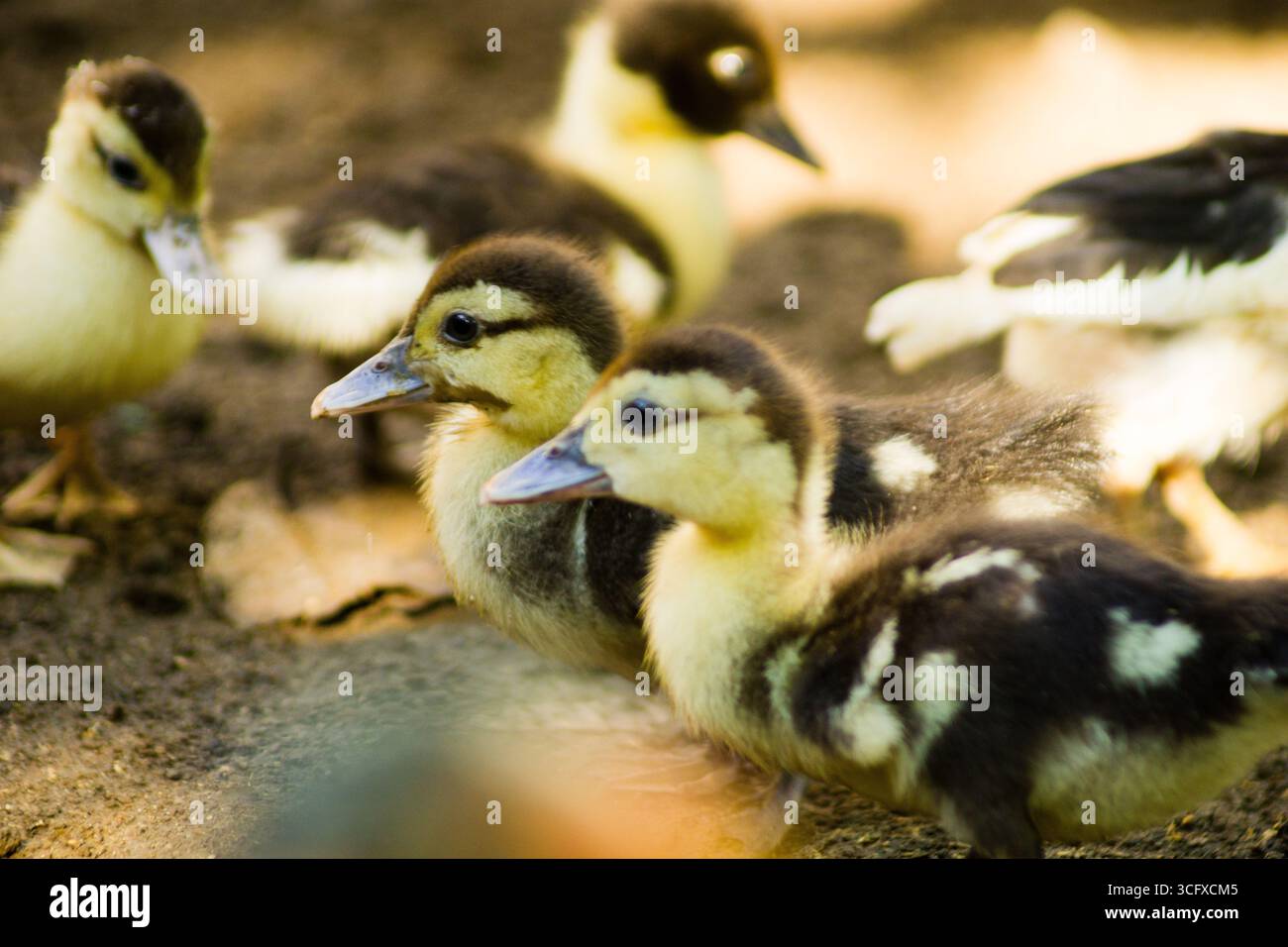 Belle photographie macro d'insectes avec une mise au point nette Banque D'Images