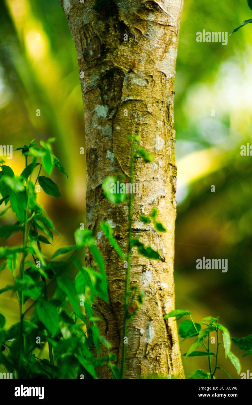 Belle photographie macro d'insectes avec une mise au point nette Banque D'Images