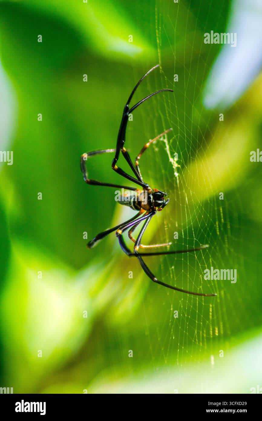 Belle photographie macro d'insectes avec une mise au point nette Banque D'Images